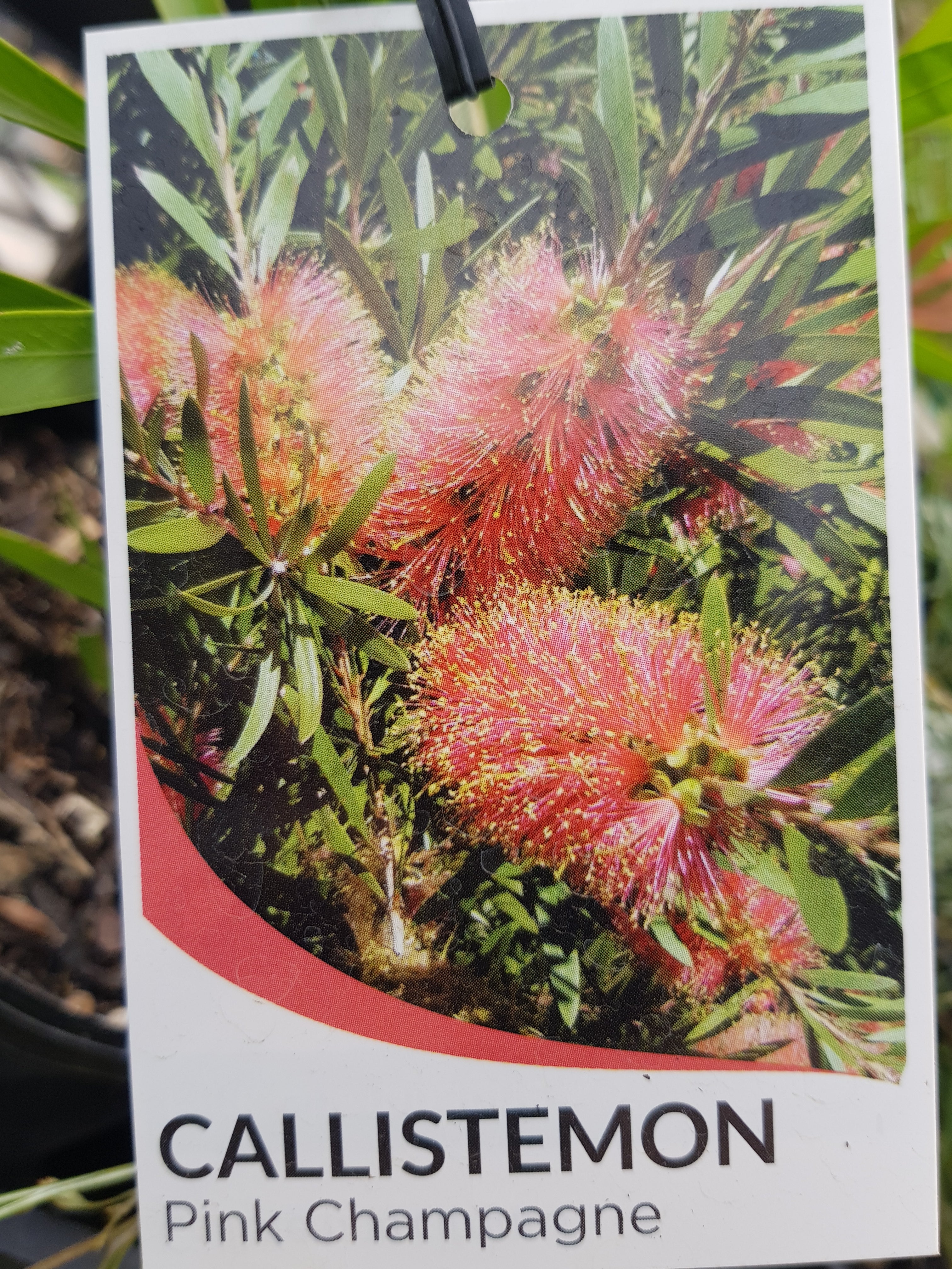 Callistemon - Pink Champagne - One Red Hill